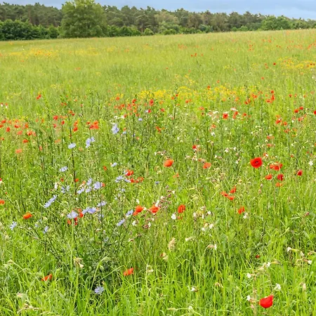 Lovely In With Sauna רשלין